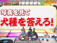 想要一夜变搞笑达人，不妨看看这些日本综艺节目推荐视频