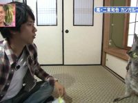 探寻天才志村动物园里的奇妙世界