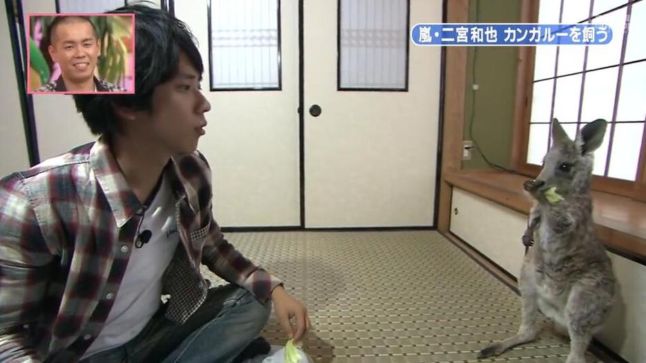 探寻天才志村动物园里的奇妙世界