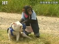 双子星狗猴间历险:《猩猩狗狗大冒险》第三季震撼回归