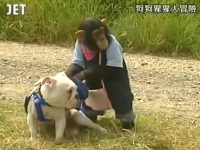 聪明狗狗、调皮猩猩,《猩猩狗狗大冒险》结局残忍,日本综艺节目揭全貌