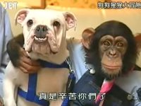 《猩猩狗狗大冒险》第一季超清,动物也懂日常技能?